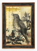 Tom Judd (b.1952), a contemporary graphite and wallpaper collage on canvas titled 'Song Thrush',