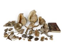 A large mixed collection of seashells to include conch, cowrie etc along with a Hamlyn guide to