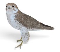 A framed and glazed watercolour study; Prairie Falcon, signed Raymond G Macdonald. L.61 x H.46cm