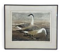 A framed limited edition etching, 45/50, Chinese geese, indistinctly signed. H.68 x W.82