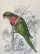 A 19th century plate hand coloured lithograph of parrot mounted with gilt decoration, unframed. 'E