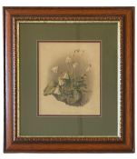 An early 20th century, oak framed, glazed botanical print 'Shortia galafolia' H.54cm x W.40cm.
