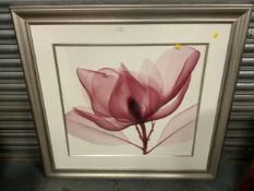 Steven N Myers - Red Magnolia I coloured print 109 x 101.5 cm, together with another large