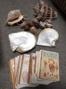 A tray of assorted sea shells etc