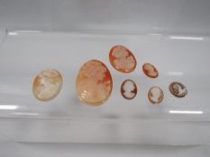 Seven antique and vintage carved shell cameos