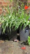 Four tall plastic garden pots complete with various plants (4)