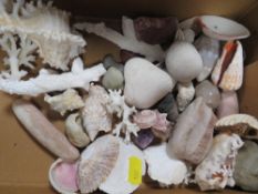A small collection of shells, pebbles etc