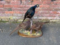 Taxidermy - A vintage study of three pheasants on an oak plinth