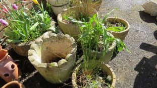 Six concrete garden pots five with plants