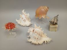 (4) Sea Shells & Art Glass Shell.