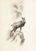 PORET, XAVIER DE: Chamois.