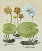 Besler, Basilius