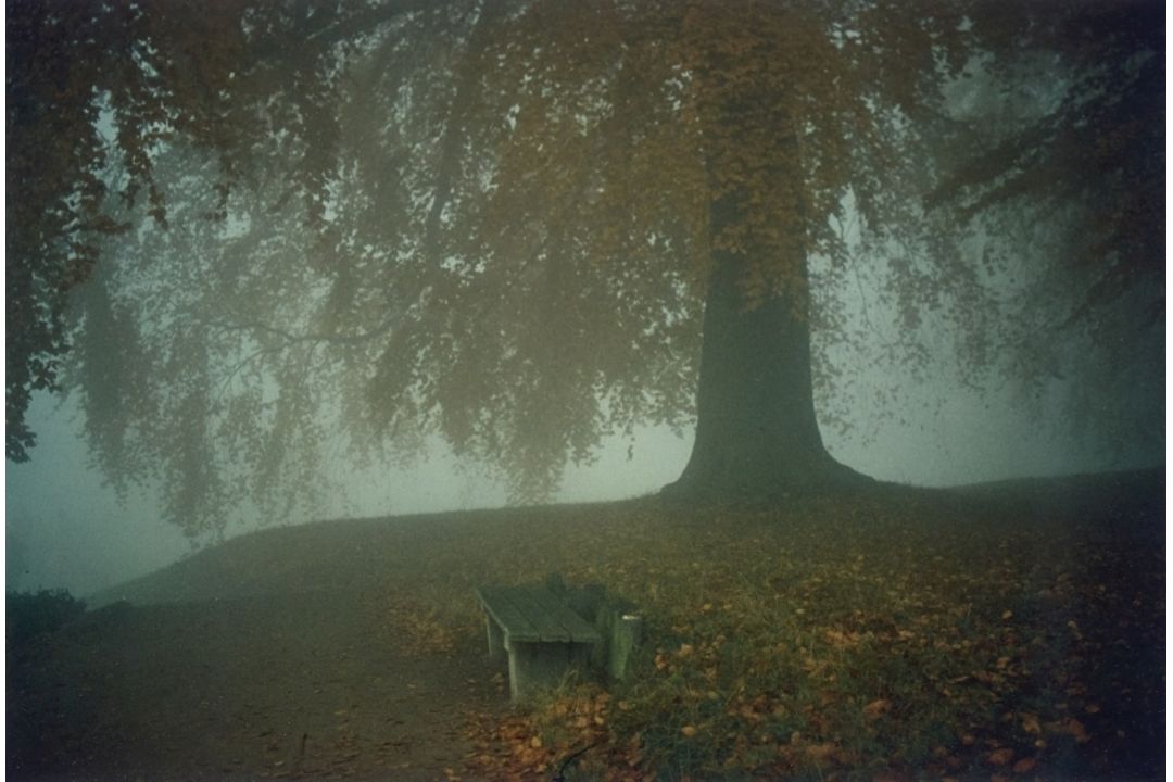 Bergemann, Sibylle - Bild 1 aus 5