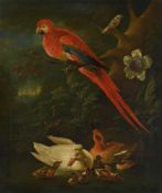 CIRCLE OF AERT SCHOUMAN (DUTCH 1710-1792), A PARROT WITH OTHER BIRDS IN A WOODED LANDSCAPE