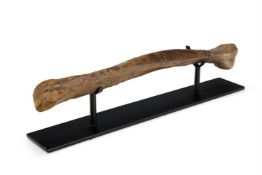 A FOSSILISED ANIMAL BONE, POSSIBLY ANCIENT