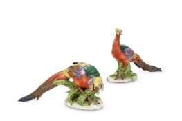 A LARGE PAIR OF CONTINENTAL PORCELAIN MODELS OF GOLDEN PHEASANTS, 2OTH CENTURY