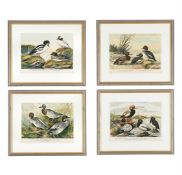 FOUR ORNITHOLOGICAL PRINTS, AFTER THE 'NATURGESCHICHTE VÖGEL MITTEL-EUROPAS' (1897)