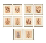 A SET OF TEN PRESERVED SPECIMENS OF FERNS AND MOSS, PROBABLY LATE 19TH CENTURY AND LATER RE-FRAMED