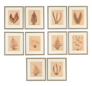 A SET OF TEN PRESERVED SPECIMENS OF FERNS AND MOSS, PROBABLY LATE 19TH CENTURY AND LATER RE-FRAMED