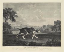 AFTER GEORGE STUBBS, THE SPANISH POINTER