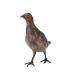 A VIENNA COLD PAINTED BRONZE PARTRIDGE BY FRANZ BERGMAN, AUSTRIAN - Image 1 of 4