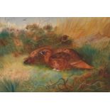 ARCHIBALD THORBURN (SCOTTISH 1860-1935), RED GROUSE IN COVER