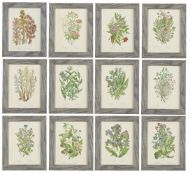 AFTER ANNE PRATT, A SET OF TWELVE BOTANICAL PLATES