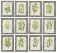 AFTER ANNE PRATT, A SET OF TWELVE BOTANICAL PLATES