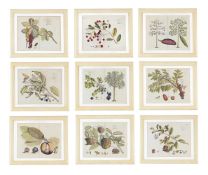 NINE BOOK PLATES OF BOTANICAL STUDIES FROM 'HORTUS MALABARICUS'