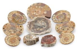 A GROUP OF SEVEN POLISHED AMMONITE FOSSIL SECTIONS