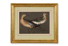 CHARLES NAHL (GERMAN 1818-1878), A PAIR OF MALLARDS