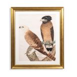 CALCUTTA SCHOOL, 19TH CENTURY, A YOUNG AND ADULT CRESTED SERPENT EAGLE