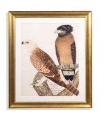 CALCUTTA SCHOOL, 19TH CENTURY, A YOUNG AND ADULT CRESTED SERPENT EAGLE