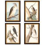ENGLISH SCHOOL, 19TH CENTURY, A SET OF FOUR WATERCOLOURS OF BIRDS OF PREY