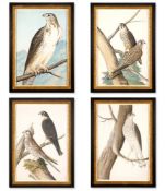 ENGLISH SCHOOL, 19TH CENTURY, A SET OF FOUR WATERCOLOURS OF BIRDS OF PREY