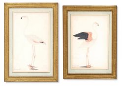 COMPANY SCHOOL, CIRCA 1830, TWO STUDIES OF A FLAMINGO