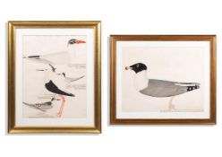 CALCUTTA SCHOOL, 1881, STUDY OF A GREAT BLACK-HEADED GULL
