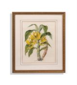 INDIAN SCHOOL (20TH CENTURY) AFTER 19TH CENTURY BOTANICAL PRINTS