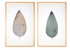 JONATHAN DELAFIELD COOK (BRITISH B. 1966) EUCALYPTUS LEAVES