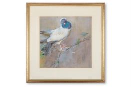 λ MABEL DAWSON (BRITISH 1887-1966) A TURTLE DOVE SITTING ON A PINE BRANCH