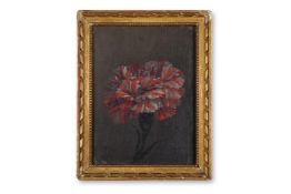 DUTCH SCHOOL, LATE 18TH/EARLY 19TH CENTURY, STUDY OF A CARNATION