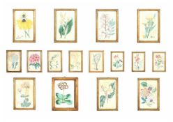 AFTER EDWIN DALTON SMITH, NINE HAND COLOURED ENGRAVINGS OF FLOWERS