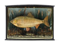 A COOPER TYPE CASED TAXIDERMY ROACH, DATED NOVEMBER 19TH 1913