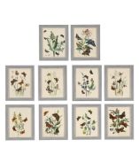 HENRY NOEL HUMPHREYS (BRITISH 1810-1879), BRITISH BUTTERFLIES AND THEIR TRANSFORMATIONS (10)