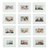A GROUP OF TWELVE CHINESE PITH PAPER PAINTINGS OF BIRDS, 19TH CENTURY