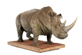 A LIFESIZE MODEL FILM PROP OF AN AFRICAN RHINOCEROS 'GUS'