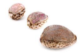 Y AN ENGRAVED COWRIE SHELL, ATTRIBUTED TO THE CHARLES H. WOOD FAMILY