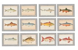 AFTER JONATHAN CROUCH, A SET OF TWELVE PRINTS OF ILLUSTRATIONS FROM A HISTORY OF THE FISHES OF THE B