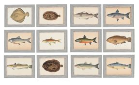 AFTER JONATHAN CROUCH, A SET OF TWELVE PRINTS OF ILLUSTRATIONS FROM A HISTORY OF THE FISHES OF THE B