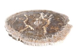 A LARGE POLISHED PETRIFIED WOODEN TRUNK SECTION TABLE TOP